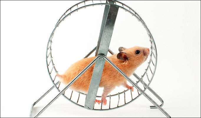 hamster wheel